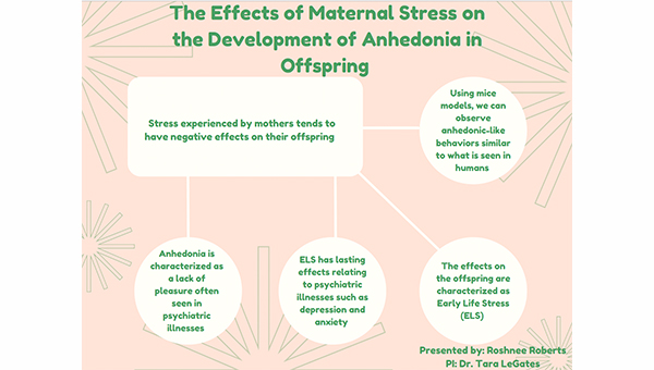 Poster describing the effects of maternal stress on the development of anhedonia in offspring