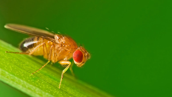 Fly on a branch