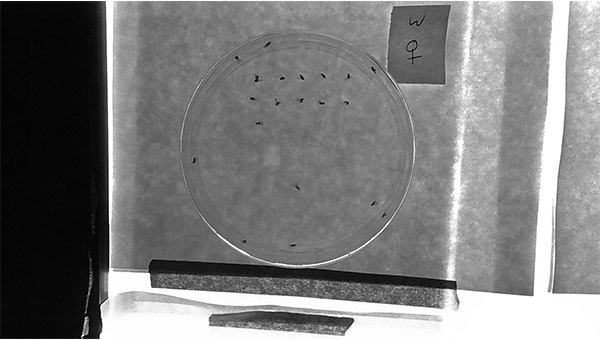 Black and white image of petri dish