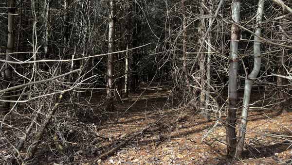 Barren wooded forest